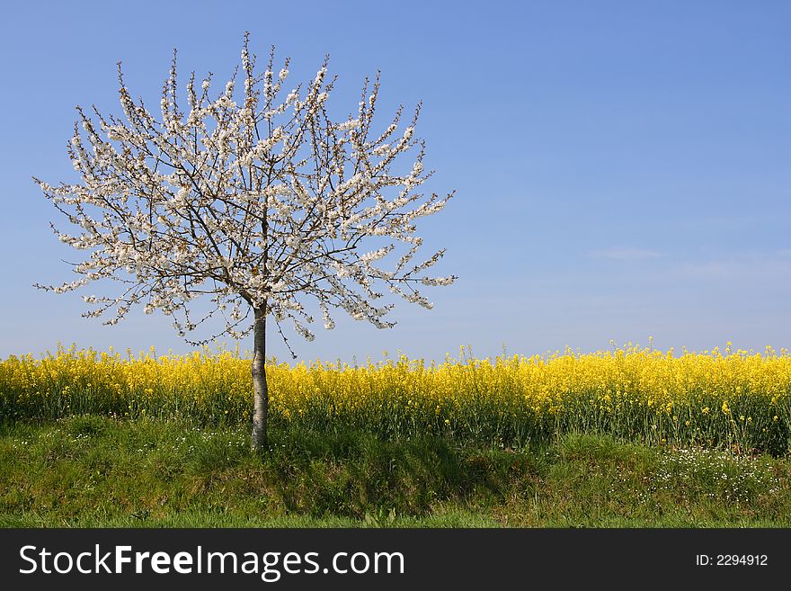 Apple tree in blossom beside a rape field (horizontal). Apple tree in blossom beside a rape field (horizontal)