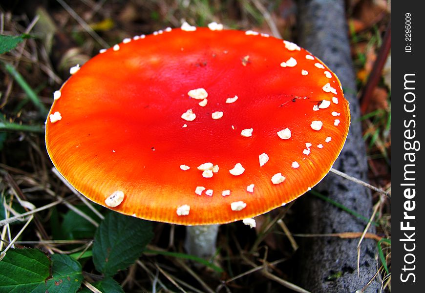 A red toadstool in the woods. A red toadstool in the woods