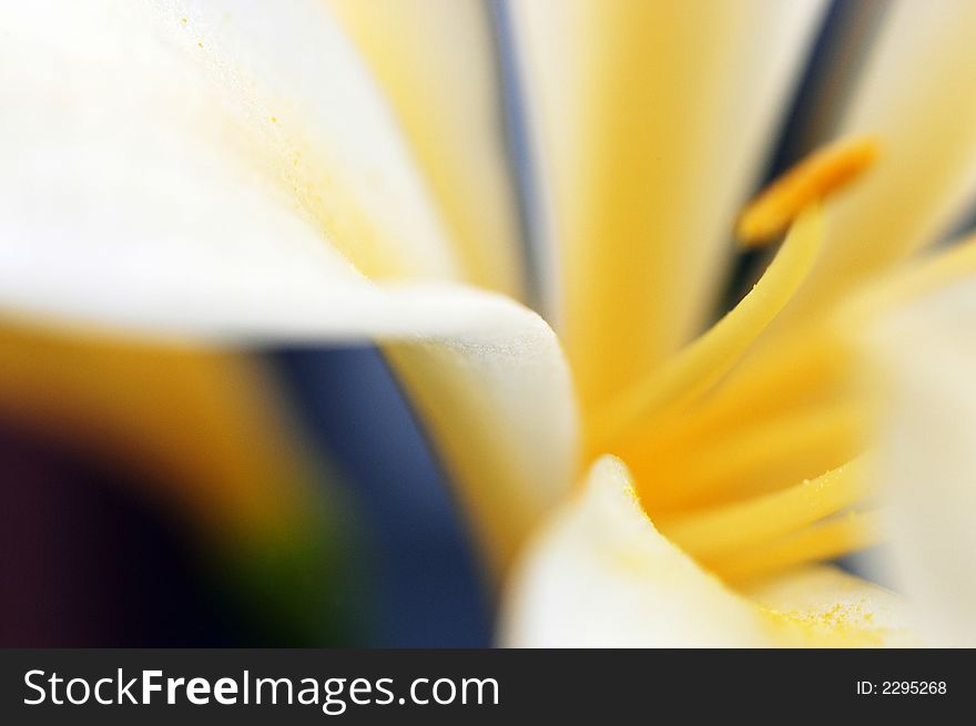 Highly coloured close-up abstract on a flower interior. Highly coloured close-up abstract on a flower interior