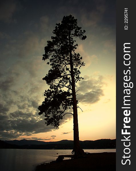 A silhouetted tree stands tall in the setting sun. A silhouetted tree stands tall in the setting sun.