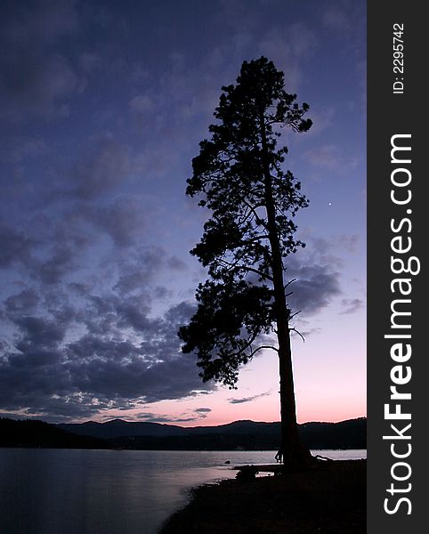 Silhouetted tree at dusk.