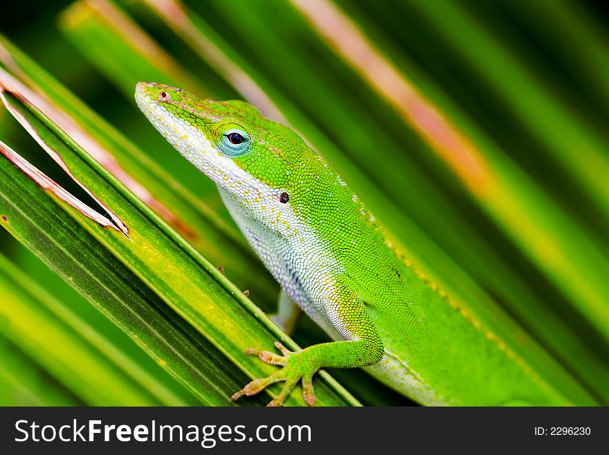 A tiny anole lizard carefully poised on a green palm leaf. A tiny anole lizard carefully poised on a green palm leaf.