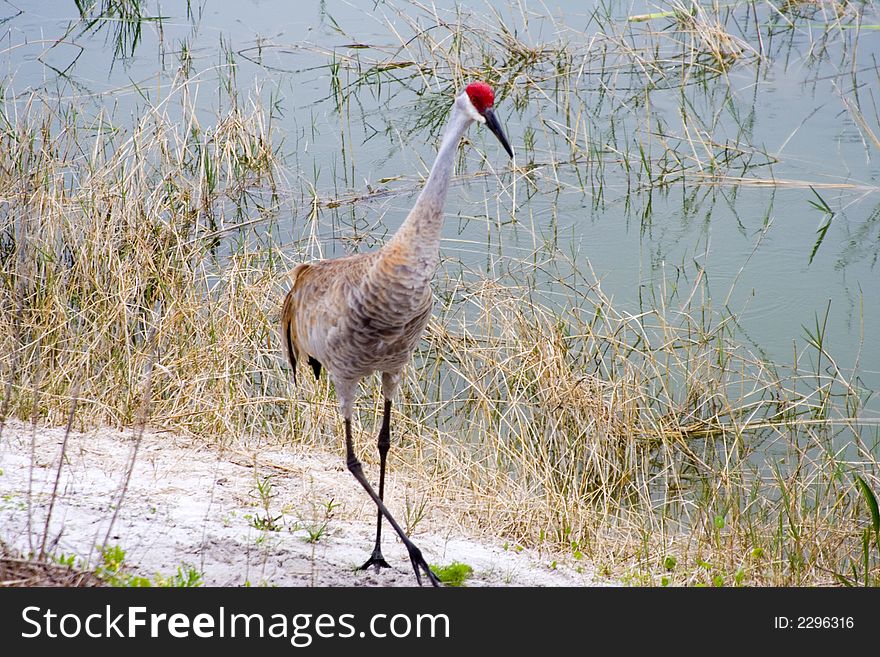 Close up of a sandhill crane ( grus canadensis) shot in Florida