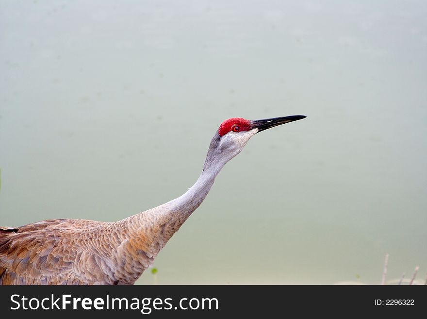 Close up of a sandhill crane ( grus canadensis) shot in Florida