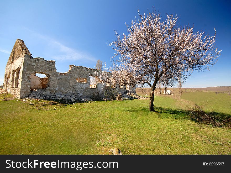 Old destroyed rural house and lonely blossoming an apricot, spring midday