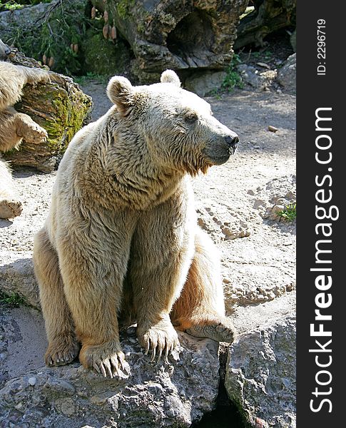 Portrait of Nice Syrian Brown Bear. Portrait of Nice Syrian Brown Bear