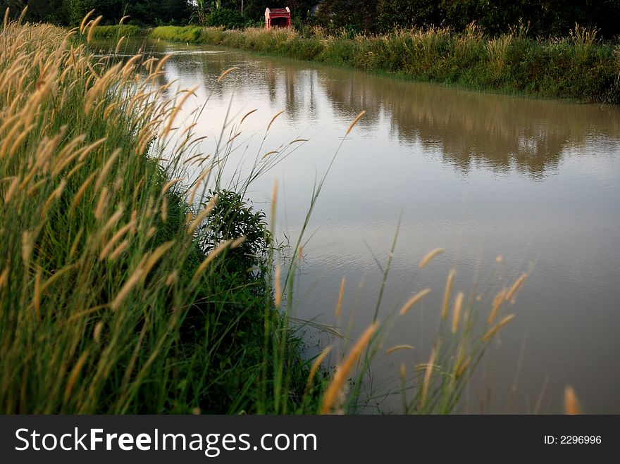 River and wild flowers at the countryside