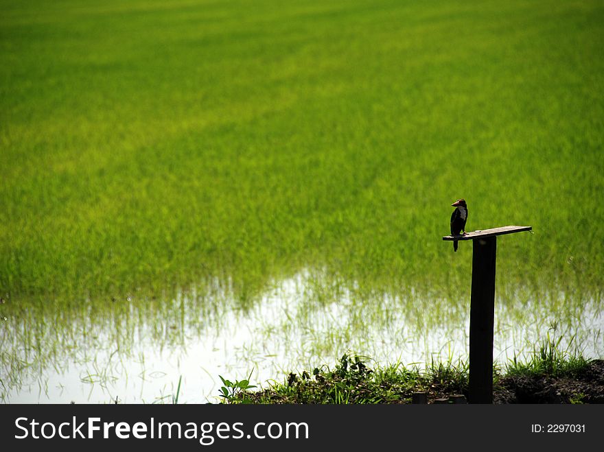 King fisher and paddy field in the countryside