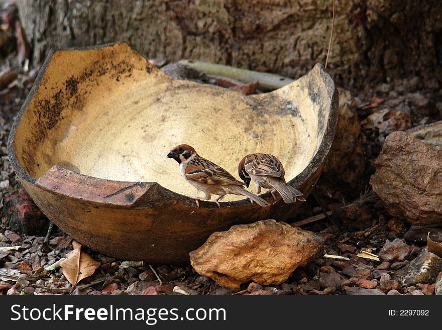 Two sparrows eating rice in the gardens