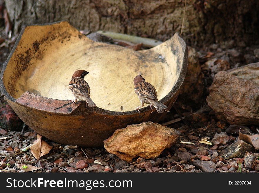 Two sparrows eating rice in the gardens