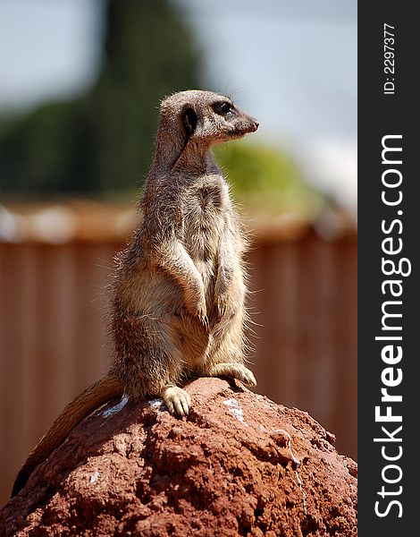 A meerkat pictured at it's guard post. A meerkat pictured at it's guard post.