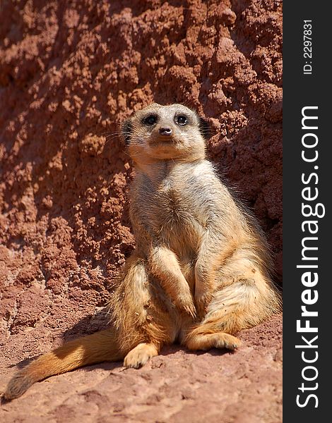 A meerkat pictured taking a rest. A meerkat pictured taking a rest.