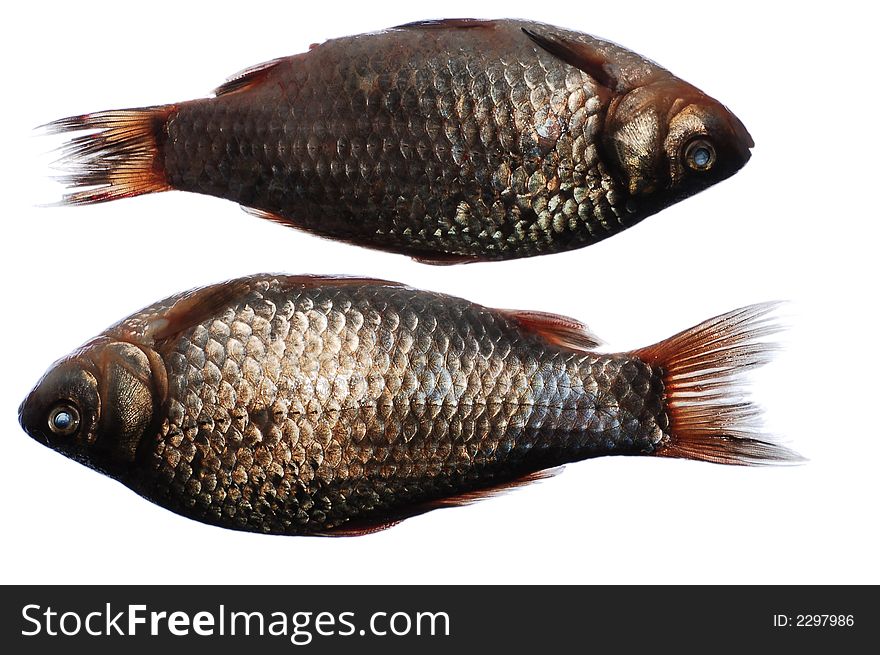 Close-up of two crucian fish on white