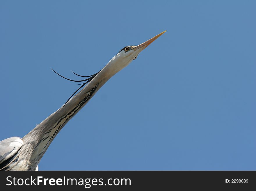 Great blue heron against blue sky