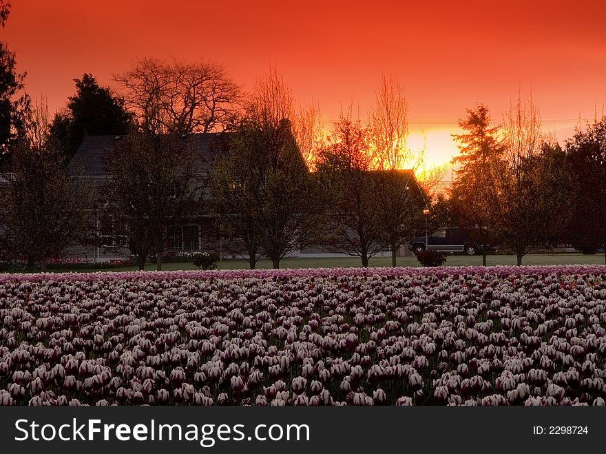 Dawn Over The Tulips