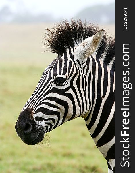 Portrait of a Zebra (side view). Portrait of a Zebra (side view)