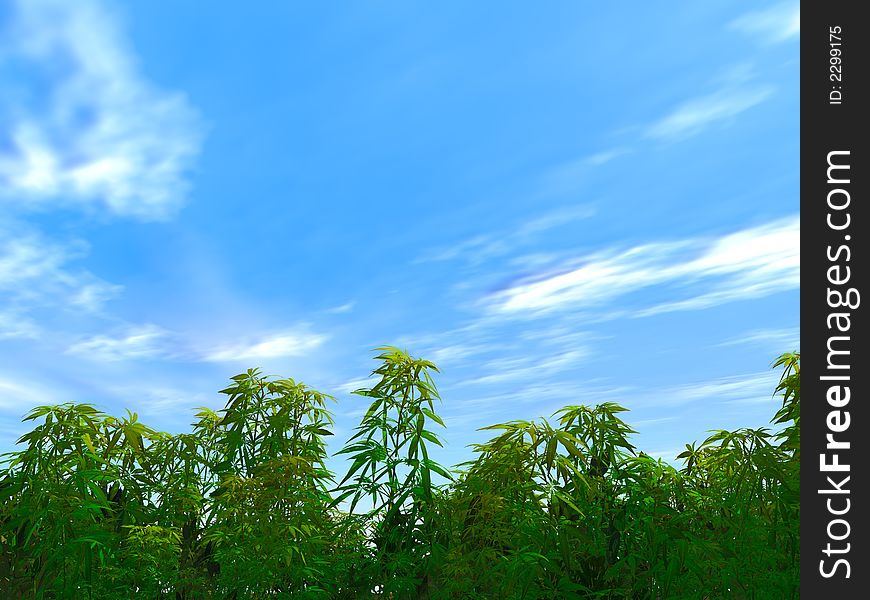 Dense high grass (bush) on a background of the blue sky with rare clouds