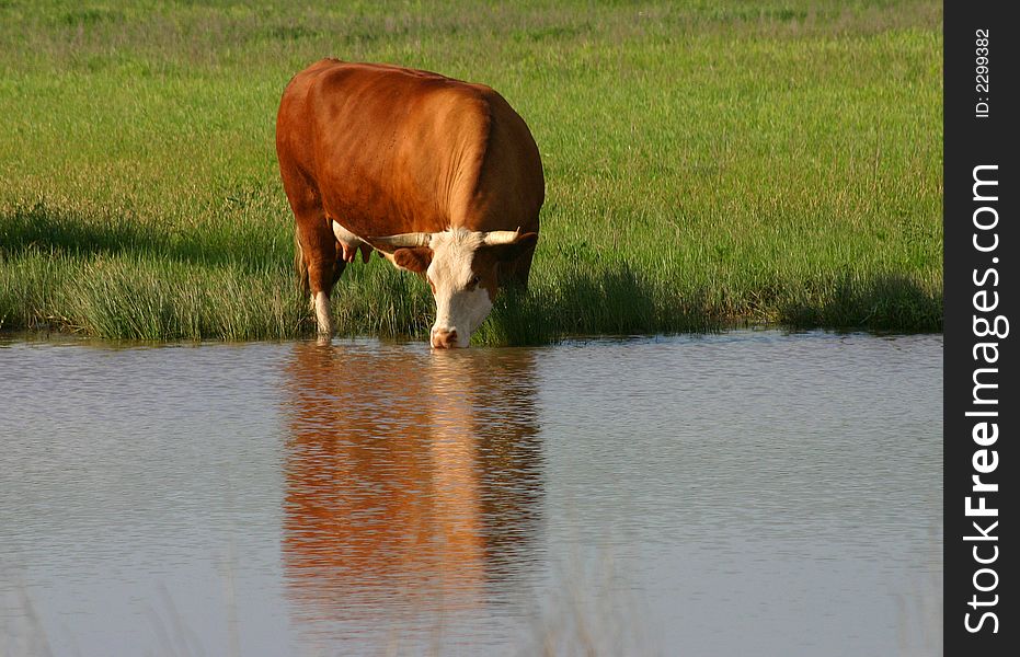 Red cow with white face, drinking from pond, spring,green pasture,late afternoon shadows. Red cow with white face, drinking from pond, spring,green pasture,late afternoon shadows