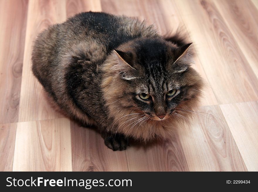 The fluffy cat sits on a floor