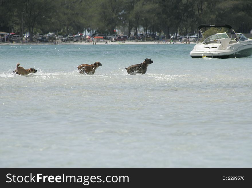 Dogs on a sand bar in Florida. Dogs on a sand bar in Florida