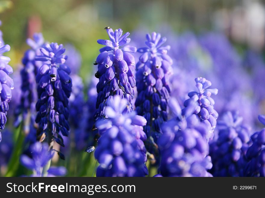 Beautiful flowers in the spring time. Beautiful flowers in the spring time.