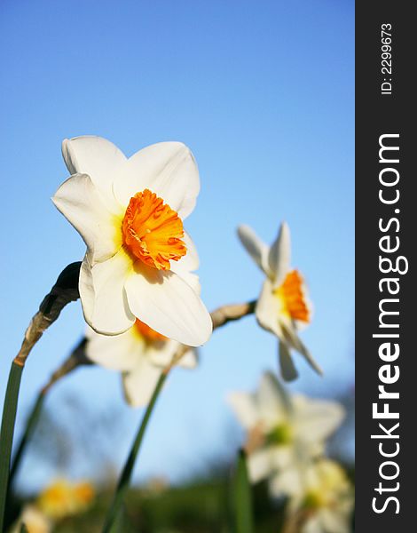 Beautiful white daffodils in the spring time.