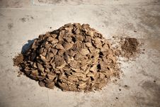 Cow And Buffalo  Dung Cake Royalty Free Stock Image