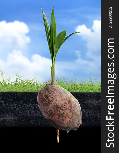 Coconut seedlings, Concept of a new life