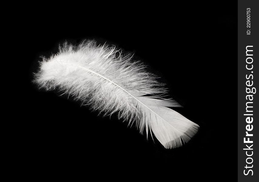 The feather of bird is white on a black background