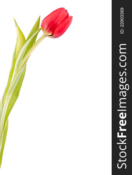 One Red Tulip Isolated On White