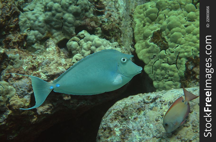 Male Bluespine Unicornfish (kala) patrols the coral reef. Male Bluespine Unicornfish (kala) patrols the coral reef