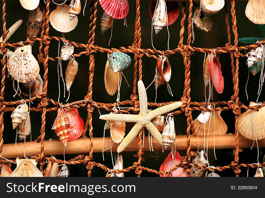 Panel of the shells of marine molluscs