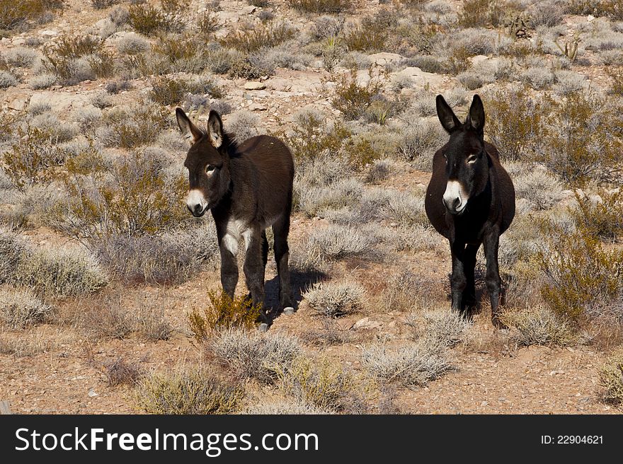 Wild Burros In Desert Of Nevada