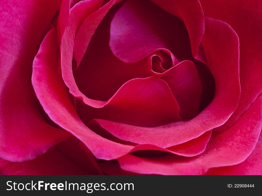 Beautiful Close Up Pink Rose