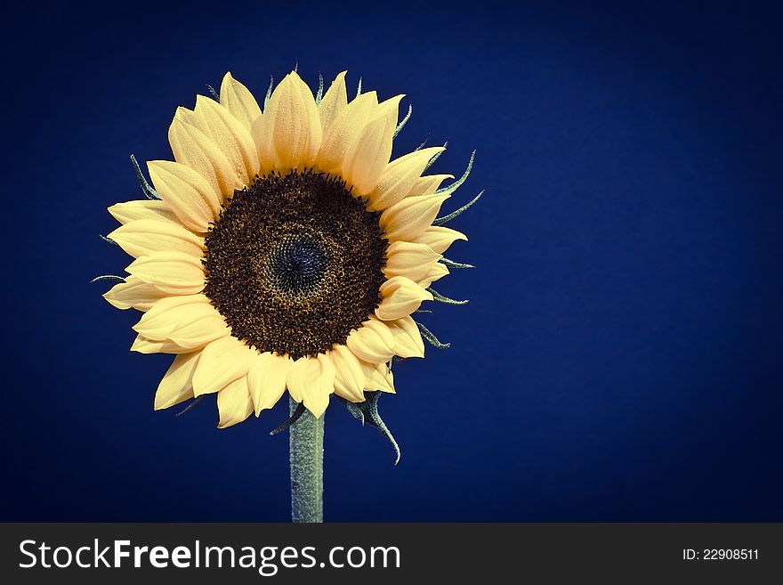 Sunflower Head on Black Background
