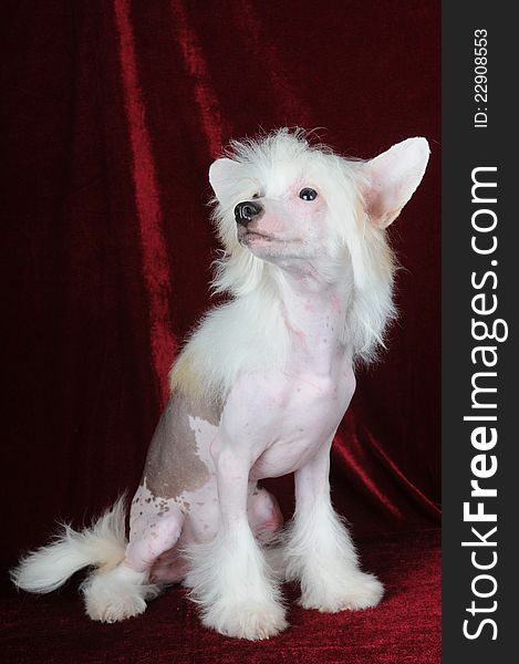 White chinese crested dog full body portrait. White chinese crested dog full body portrait
