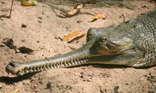 Crocodile Head Royalty Free Stock Photos Crocodile Head Royalty Free Stock Photos