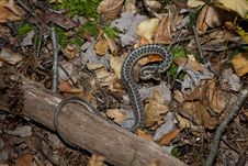Garter Snake Royalty Free Stock Photography Garter Snake Royalty Free Stock Photography