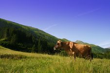 Cow On Alpine Pasture Royalty Free Stock Photography Cow On Alpine Pasture Royalty Free Stock Photography