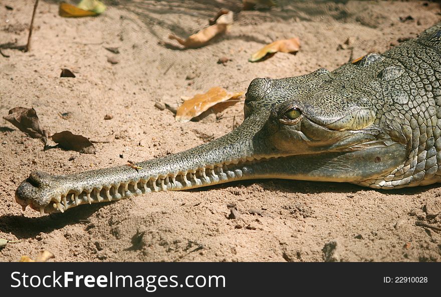 Crocodile head - a close-up shot from a crocodile park