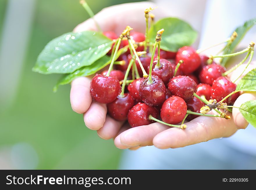 Cherries in woman hands in spring time