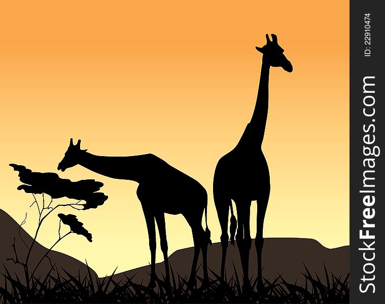 Two giraffes on a background of sunset. Illustration