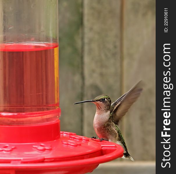 Female ruby-throated hummingbird, Archilochus colubris, perched on a feeder