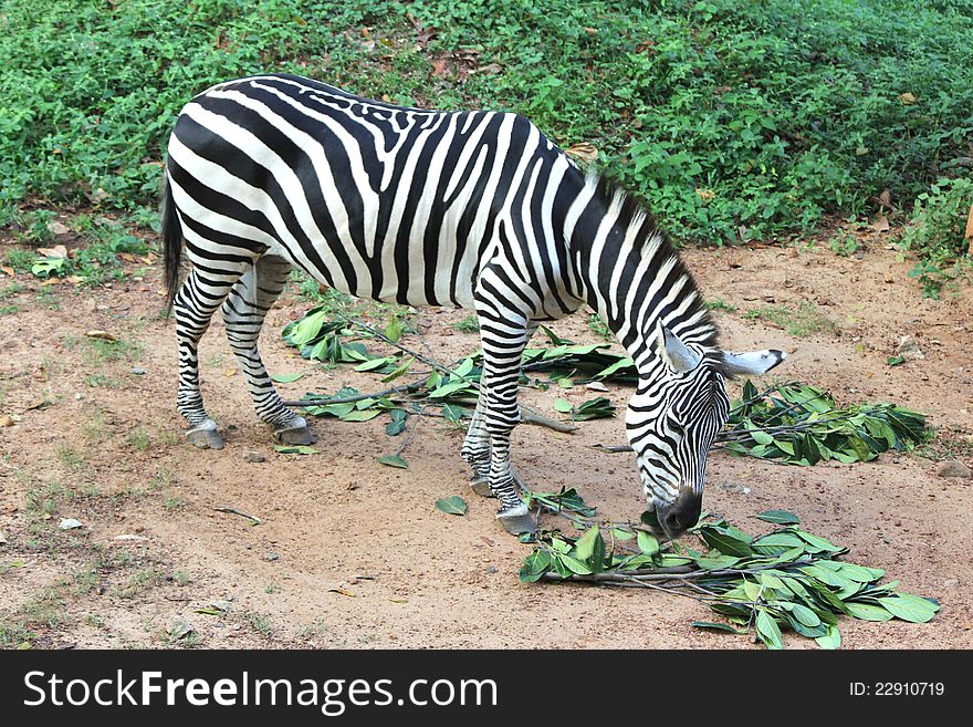 Zebra grazing green leaves in a zoological park, india. Zebra grazing green leaves in a zoological park, india