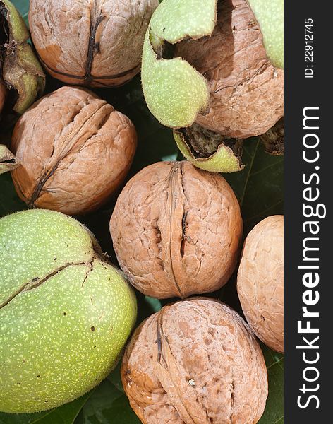 Series of organic and fresh walnuts