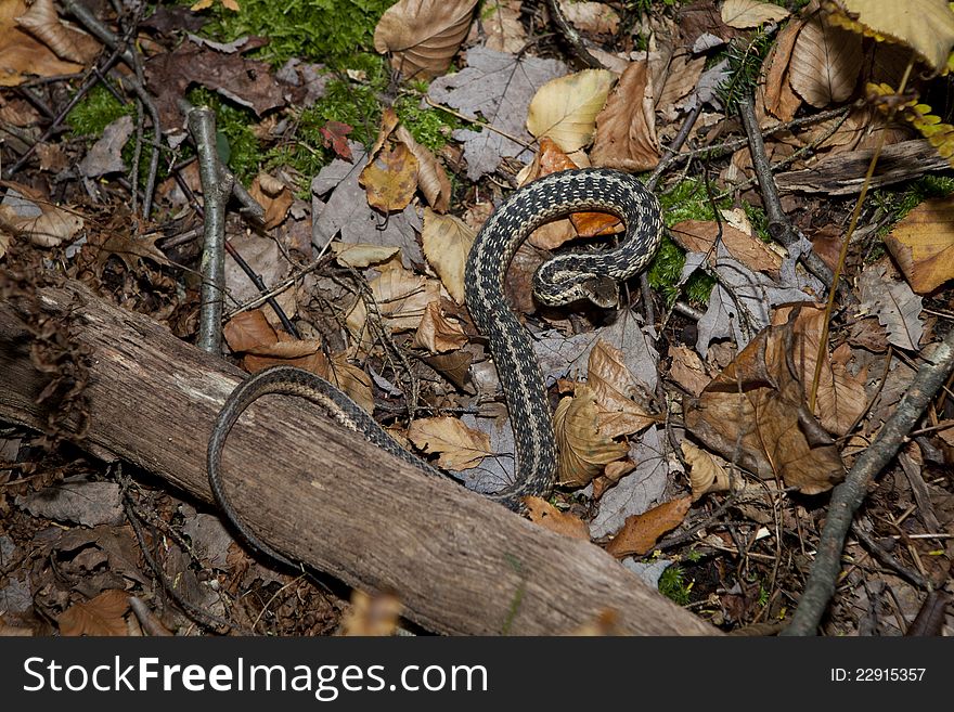 Common garter snake in the forest.