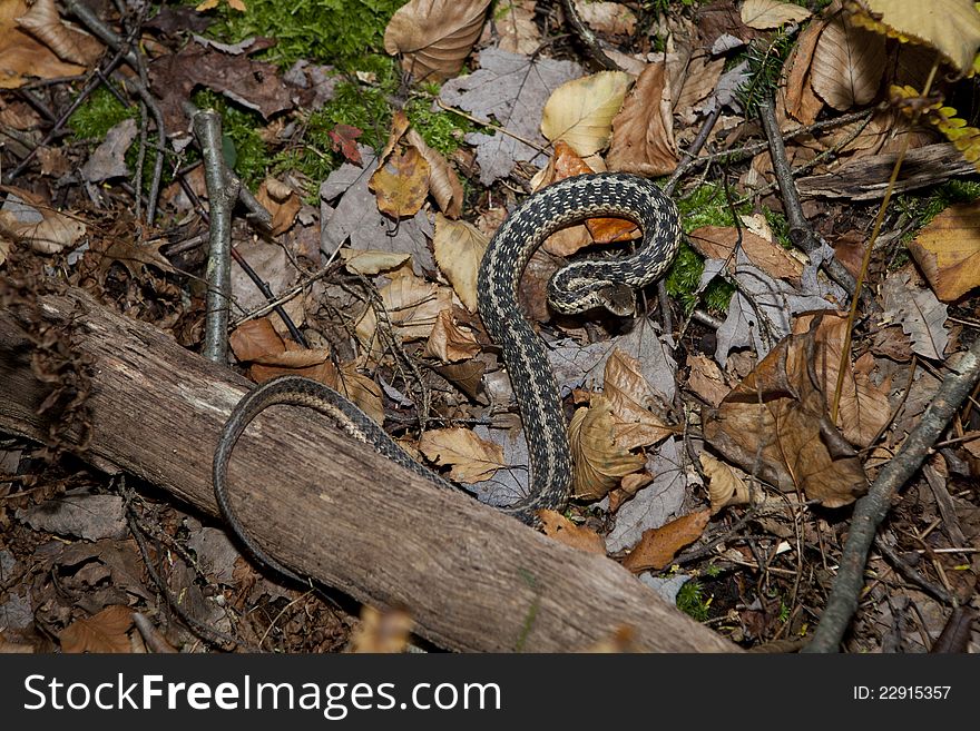 Garter Snake