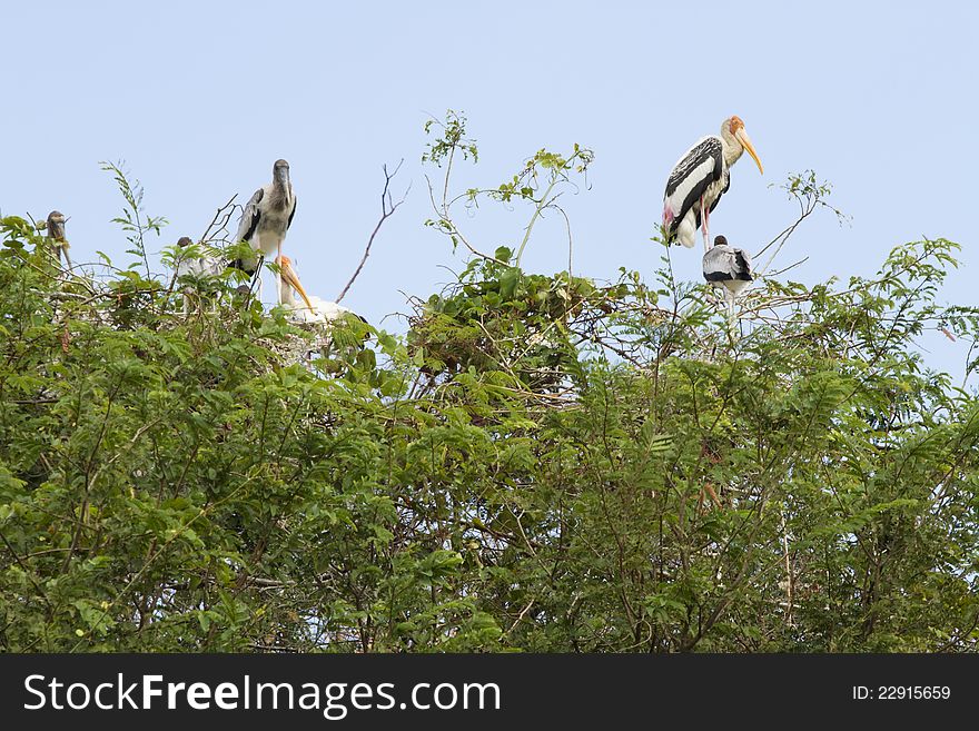 Many painted storks on tree top as nest.