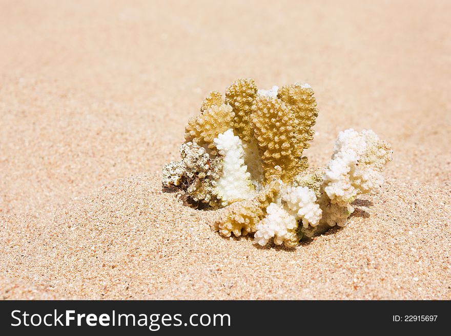 Brown coral on the sand