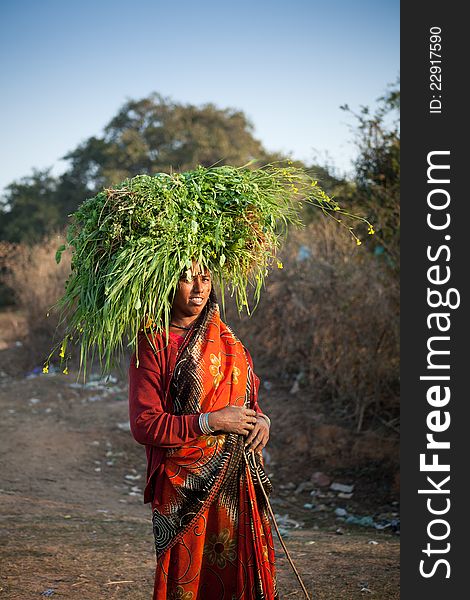 Indian happy villager woman carrying green grass home for their livestock. Indian happy villager woman carrying green grass home for their livestock